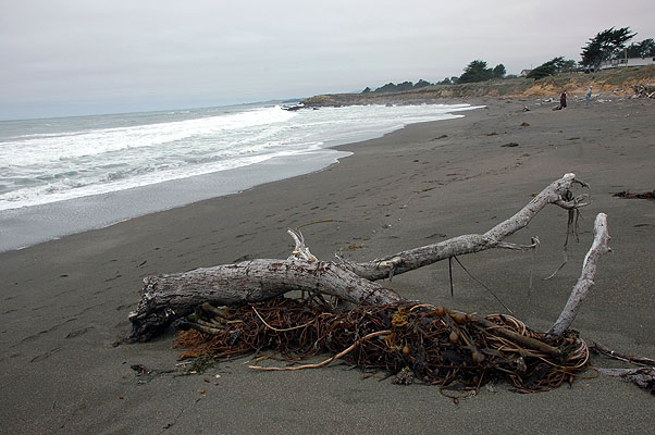 Beachcombing on Moonstone Beach 031.JPG